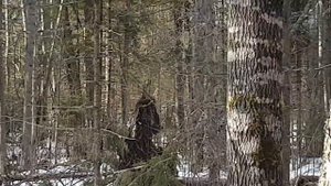 Воспитание щенка лайки для охоты. Каче- 4.5 месяца.