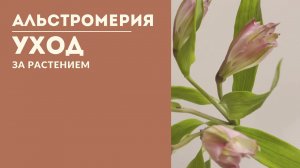Альстромерия. Уход за растением
