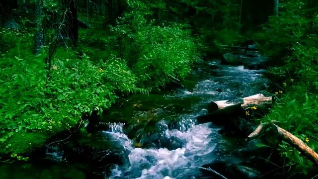 Forest Evening ❂ Ft. ASMR Art of Sound (soft-spoken Russian) смотреть онлайн