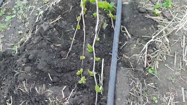Прегибаем побеги фундука на саженцы Трапезунд Трушека Керасунд Барселонский Галле Черкесский смотреть онлайн