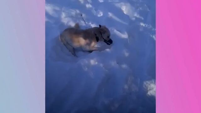 #пес#собака#гулять# Друзья наши меньшие!!!! смотреть онлайн