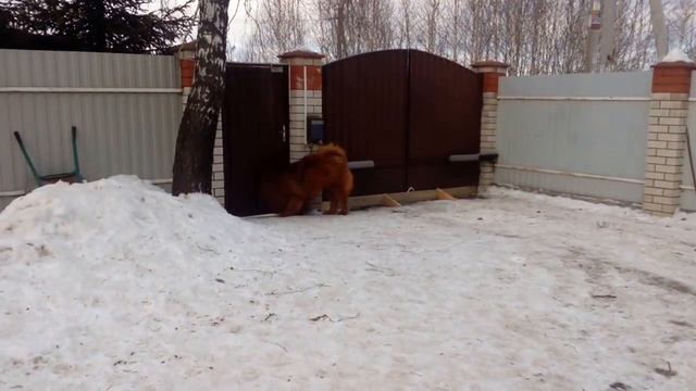 Тибетский мастиф питомник Афоня Бабусэнге 10