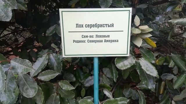 Как выглядит ЛОХ? (без шуток) смотреть онлайн