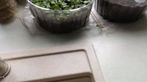 ВЕРБЕНА БОНАРСКАЯ ?рассада в апреле 2023 года