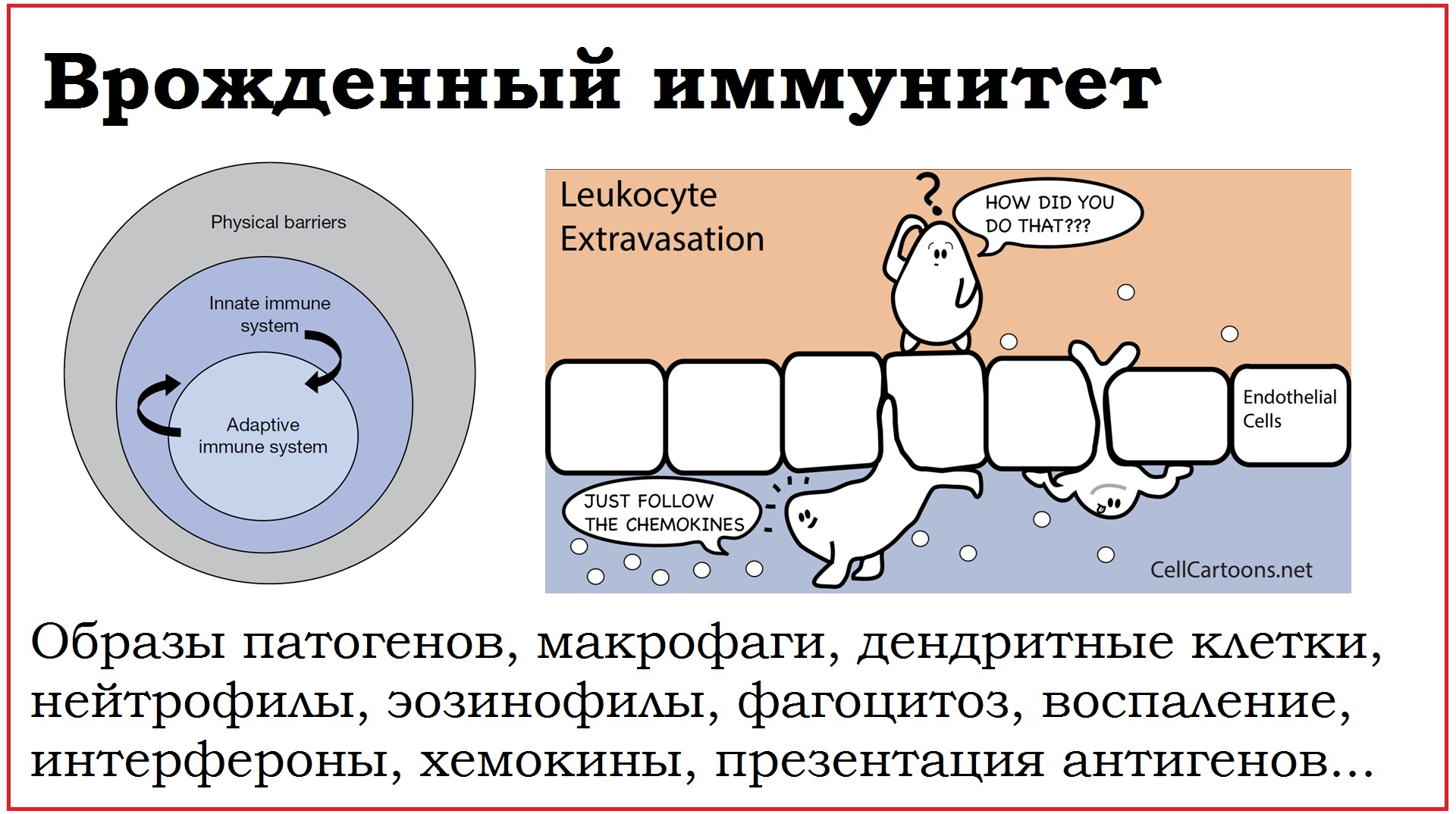 08. Барьеры и врожденный иммунитет