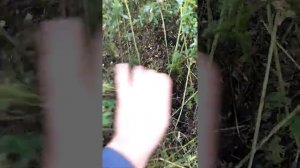 грибы в поле люцерны