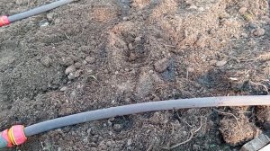 Теплица 2. Капельный полив из старого шланга
