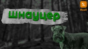 Шнауцер: Все о породе собак Шнауцер – фото, особенности, разновидности. Заботьтесь о друге с нами!