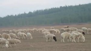 Монгольская овчарка-банхар. Питомник "Монголдог". Пойдут дожди, Пойдет трава, начнется жизнь...