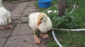 Гусята привыкают/чтобы не падали на ноги/вес/питание/содержание