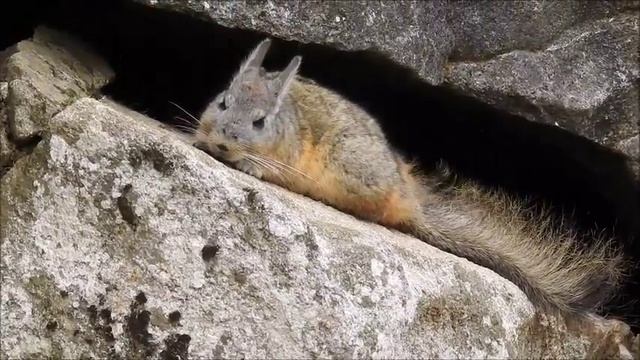 Machu Picchu Viscachas смотреть онлайн