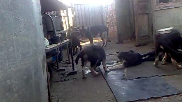 восточников много,а мячик один! смотреть онлайн