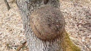 ДУБОВЫЙ СУВЕЛЬ нашел в лесу.