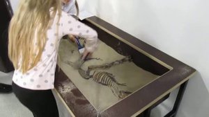 Где мы нашли кости динозавра?