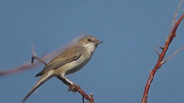 СЕРАЯ СЛАВКА В ПЕНИИ смотреть онлайн
