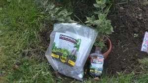 НАЧАЛО ОСЕНИ - САЖАЕМ И ПЕРЕСАЖИВАЕМ МНОГОЛЕТНИКИ!