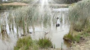 ТОРА; ТЕИЛИМ ( ПСАЛМЫ ДАВИДА 1 )