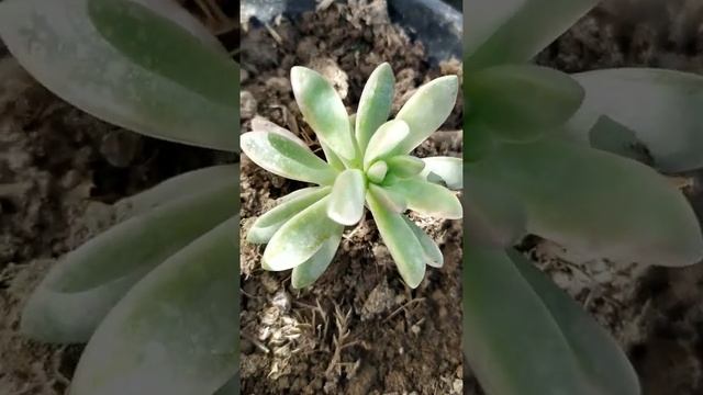 Pachyphytum Oviferum or commonly referred to as moonstones, The Ghost Plant