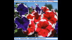 Giống hoa Dạ yến thảo - PETUNIA PET080