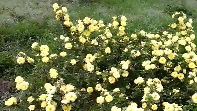 Заброшенные дачи смотреть онлайн