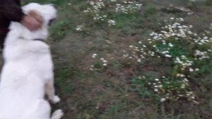 Наши Алабаи.Течка у нашей азиатки .Начало, сроки и наступление момента ,подходяшего для вязки