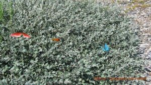 Ива декоративный Глаука Каликарпа Хальт ? обзор: как сажать, саженцы ивы Глаука Каликарпа Хальт