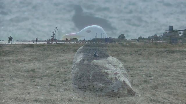 Морская чайка. Sea gull