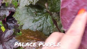 Гейхера сорт purple palace