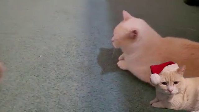 The munchkin Present Inspectors 2023, Ophelia and Slinky Malinki(يوميات اوفيليا و سيلنكي)عيد الميلا смотреть онлайн