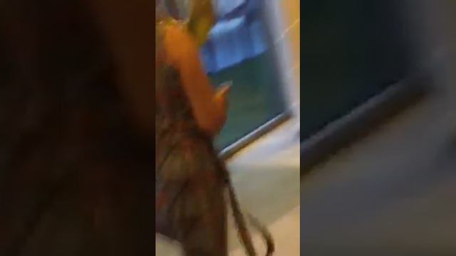 Gary Barlow surprises Dundee girl Jill Campbell смотреть онлайн