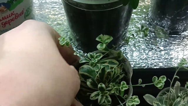 МОИ РАСТЕНИЯ В НАЧАЛЕ ФЕВРАЛЯ. смотреть онлайн