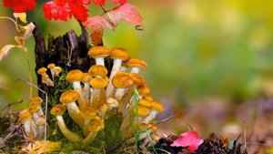 «У медведя во бору грибы, ягоды беру», видео эко-викторина, 6+. Сосновская ДБФ