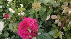 Любителям красных🌹🌹🌹 роз - Respublica Montmartre