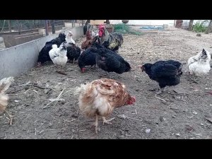 Что делать чтобы куры неслись и не жирели.