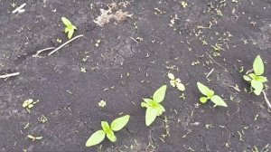 всходы подсолнечника на пахоте и на глубоко рыхлению.