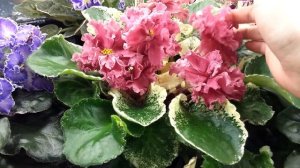 Сенполии, январь 2018 г.  Сайт http://fialki64.ru