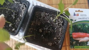 Рассада Ласанта F1