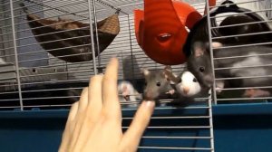 Крысята 4 недели