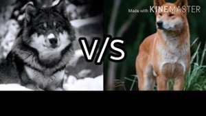 Кто сильнее серый волк или динго //волк против динго//(ANIMALS BATTLE BIT).