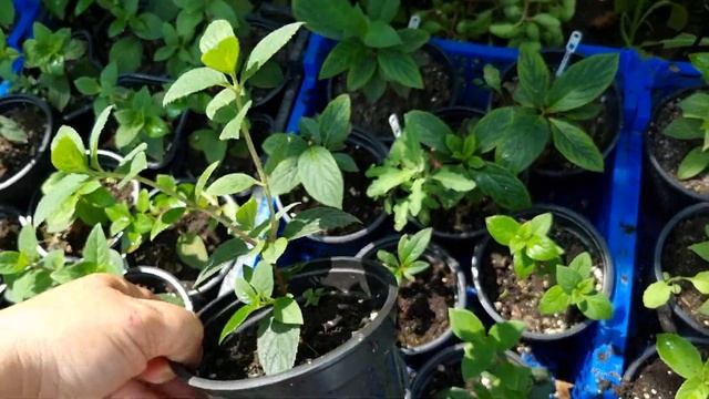 что делаем с укоренеными черенками гортензии.как храню их я зимой.