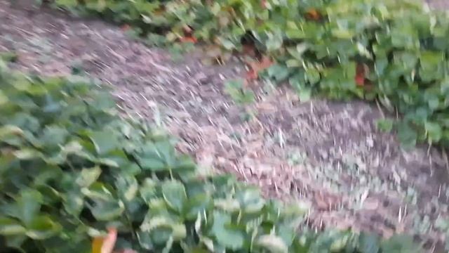 Фюзилад и Луна экспириенс. Как сработали! смотреть онлайн