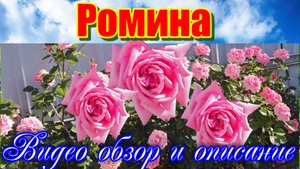 Обзор розы Ромина (Чайно гибридная) - Romina (Tаntau 2015)