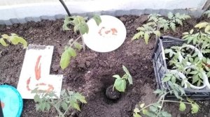Посадка огурцов со стаканчиков в теплицу Кураж ф1