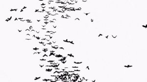 Футаж Стая птиц