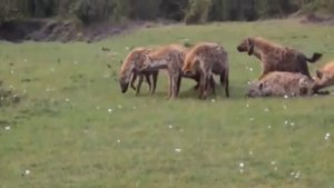 ВЕЧНАЯ ВРАЖДА! Противостояние Львов и Гиен