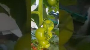 Индетерминантный томат Фабио Плюс F1 Глобал Сидс