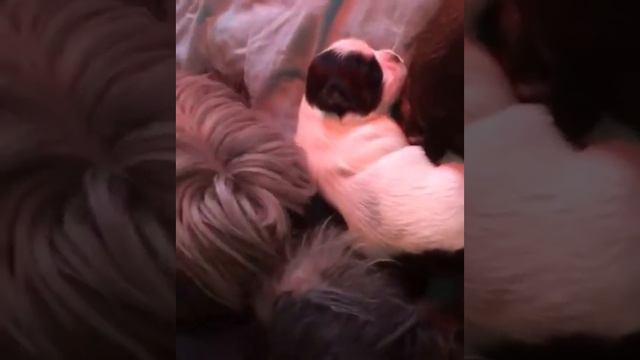 Родители Йоркширского терьера ухаживают за своим щенком смотреть онлайн