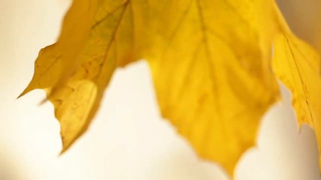 Autumn Music | Hello November смотреть онлайн