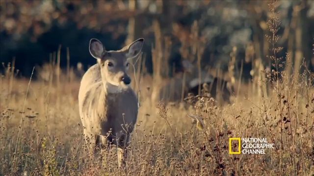 National Geographic Society Subaru Commercial смотреть онлайн