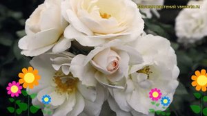 Роза флорибунда Сириус. Краткий обзор, описание характеристик, где купить саженцы Sirius